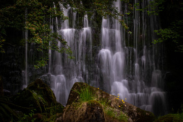 Obraz premium Scale Haw