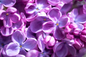 branch of lilac closeup