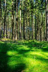 Fototapeta na wymiar Germany, Black forest tree trunks of conifer trees in thicket nature landscape on sunny day behind green grass covered forest soil