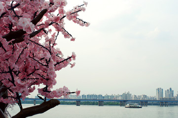 River with artificial pink sakura