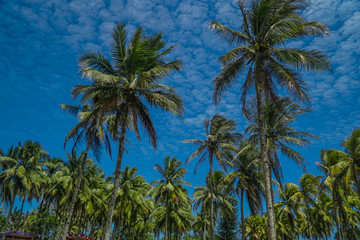 Coconut trees on blue sky and white clouds