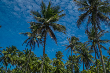 Fototapeta na wymiar Coconut trees natural background. blue sky and tropical plants