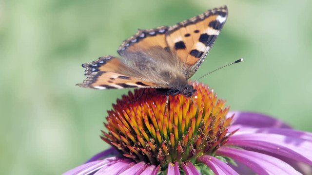 Small tortoiseshell butterfly sits on purple cone flower and pollinates it.