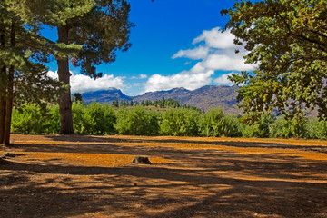 Fototapeta premium Landscape of pine trees and mountains