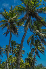 Naklejka na ściany i meble Coconut trees against the blue sky