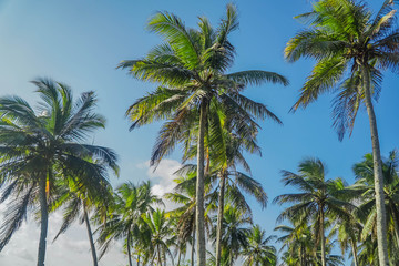 Fototapeta na wymiar Coconut tree looking up. Top against blue sky and clouds.