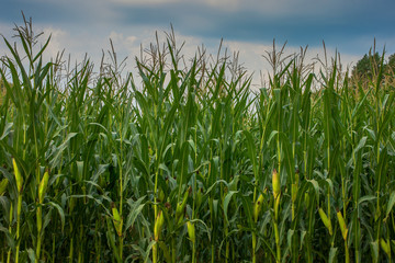 Obraz premium Cornfield