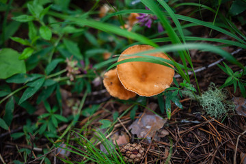 orange mushroom hidden in the green grass
