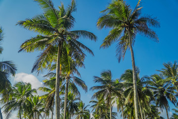 Coconut Trees Looking Up on Sunny Day with Blue Sky