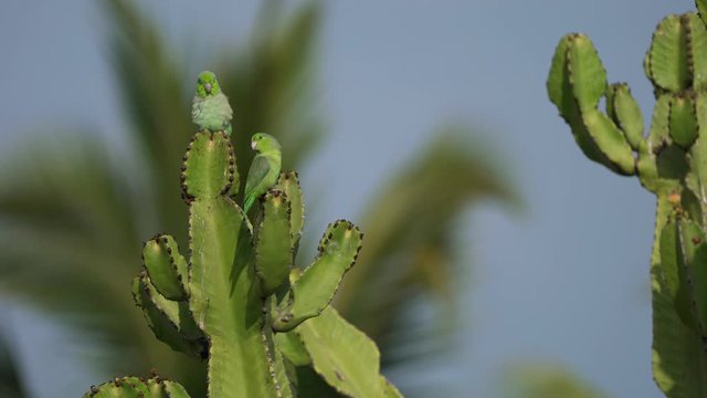 Two birds (Budgerigar od Parrot) on a cactus in South America, Peru