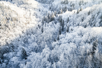 Aerial view of snow covered forest during sunny winter day.