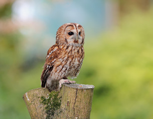 Portrait of a Tawny Owl