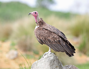 Close up of a hooded vulture