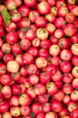 Organic apples