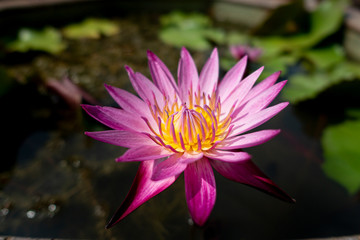 Beautiful lotus flower in pond