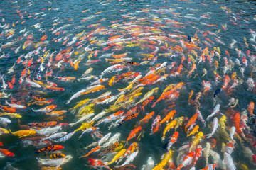Fototapeta na wymiar Colorful koi fish in the pond.