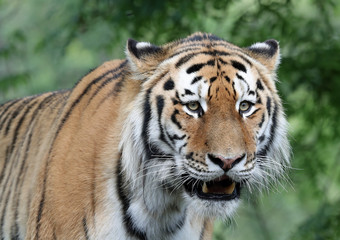 Fototapeta na wymiar Portrait of an Amur Tiger