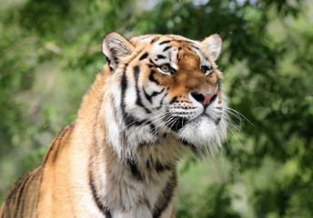 Portrait of an Amur Tiger