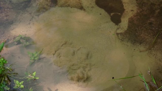 Close-up footage of a clear wellspring. Fresh water from underground aquifers bubbles up through porous rock and loose sand.