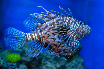 lionfish closeup sea underwater background