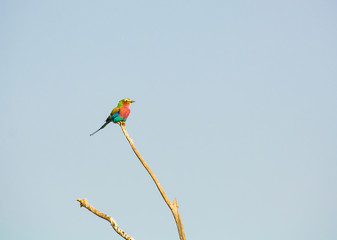 Lilac Breasted Roller (Coracias caudatus)
