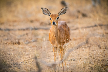 steenbok in south africa