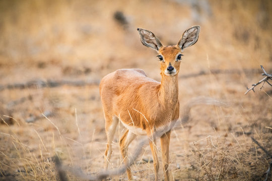 steenbok in south africa