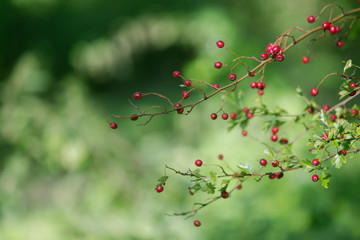 Fototapeta na wymiar Red berries of a hawthorn