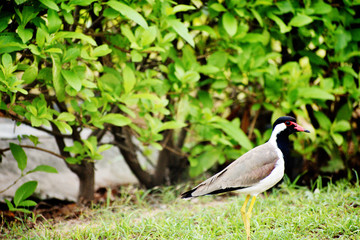 Obraz premium bird on the grass