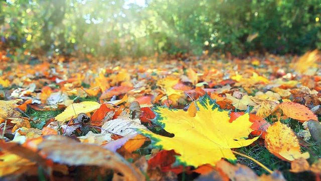Colorful maple leaves fall on a background of autumn.
