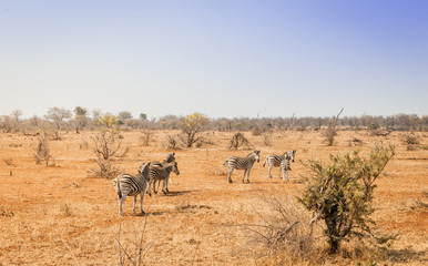 herd of zebra in south african landscape