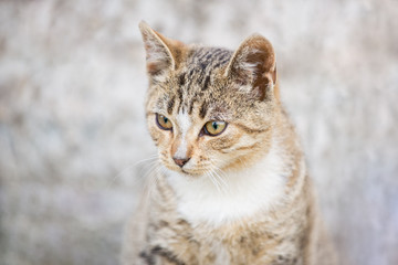 Fototapeta premium Portret pięknej ulicy kotek w paski na szarym tle.