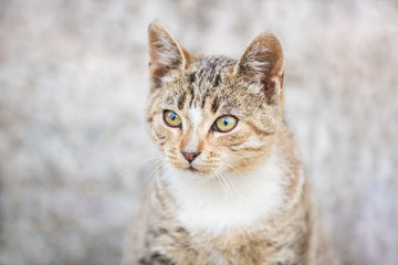 Portrait of a beautiful street striped kitten on a gray background.