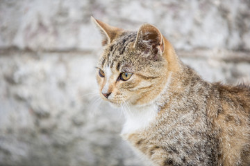 Portrait of a beautiful street striped kitten on a gray background.