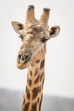 portrait of giraffe in south africa