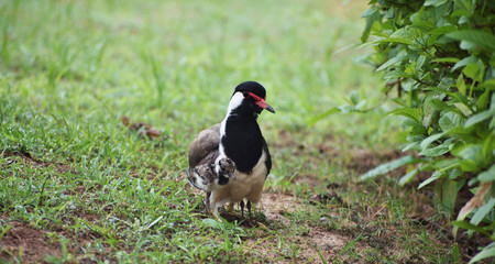 Obraz premium lapwing bird sitting on the grass