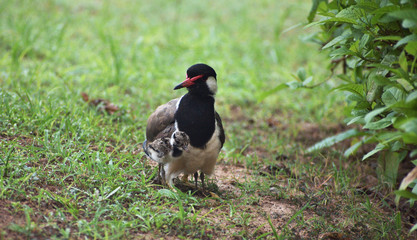 lapwing hatchling and its mother