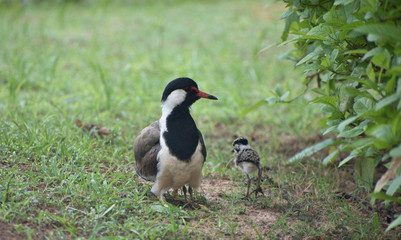 lapwing hatchling and its mother