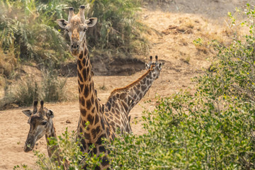 three giraffes in south africa