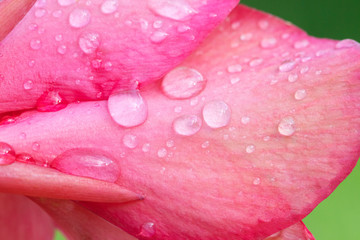 Beautiful Canna Lily macro photo. Pink tropical flowers background.