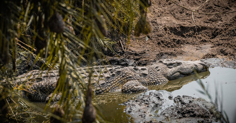 crocodile in the water in south africa