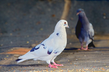 Pigeons close-up on a combined background