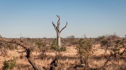 dead tree in kruger national park south africa