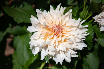 dahlia flower close up