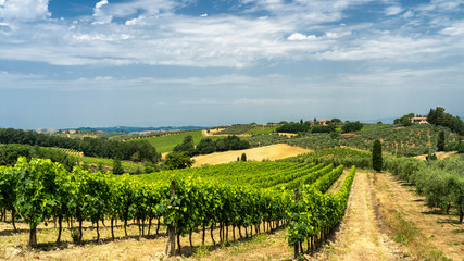 Naklejka premium Summer landscape in Tuscany near Certaldo