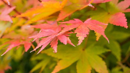 The Edge Of Autumn
