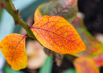 Obraz premium Into Autumn