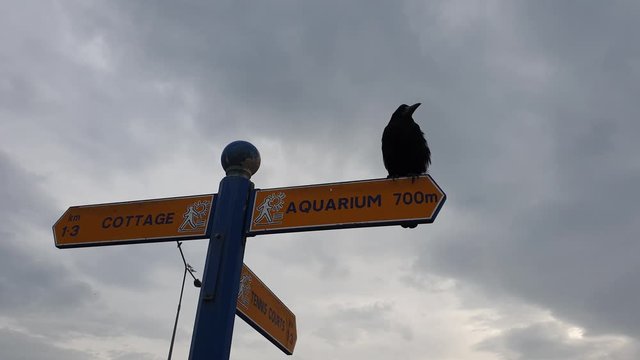 The dark silhouette of a black raven standing against a cloud sky over a pole with street directions.