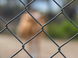 Detail of a metal mesh with a blurred cow in background
