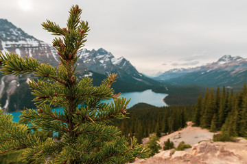 Peyto lake